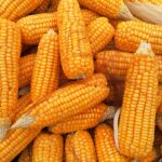 corn, food, organic-1726017.jpg